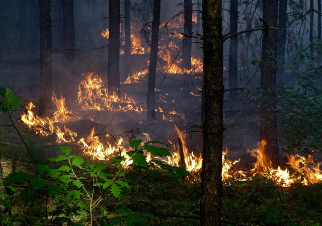Nasze lasy jak kartka papieru. Ogromne zagrożenie pożarowe!